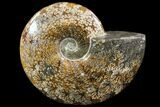 Polished, Agatized Ammonite (Cleoniceras) - Madagascar #88133-1
